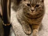 11 Aylık Scottish Fold