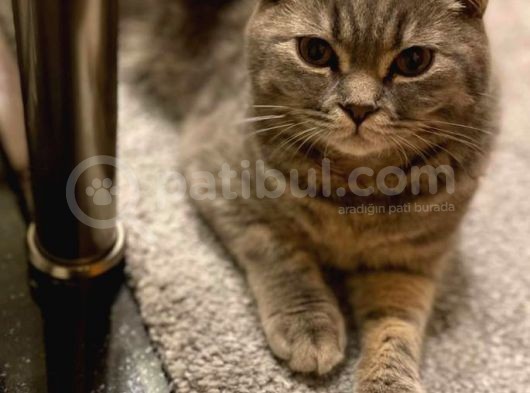 11 Aylık Scottish Fold