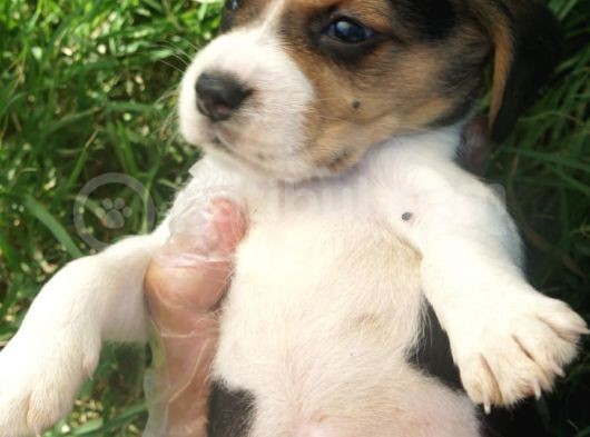 Beagle görsel