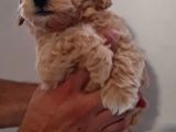Mini Red Maltipoo F1