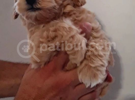 Mini Red Maltipoo F1