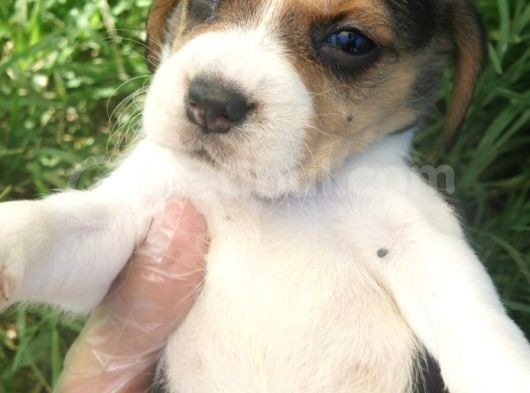 Beagle