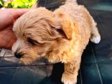 Mini Red Maltipoo F1