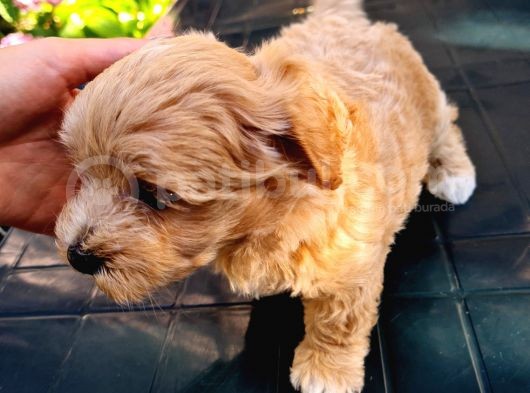 Mini Red Maltipoo F1 görsel