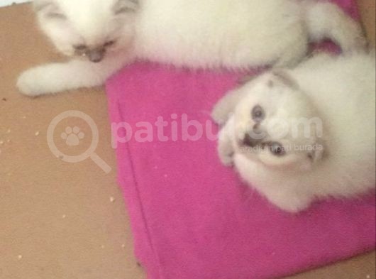 Pamuk Prensesimi Sahiplendiriyorum