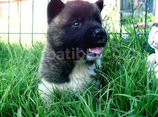 En Guzel Renkleriyle Akita Yavrumuz görsel