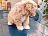 Mini Red Maltipoo F1