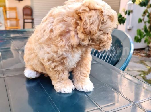 Mini Red Maltipoo F1 görsel