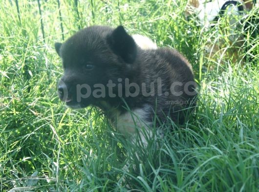 En Guzel Renkleriyle Akita Yavrumuz