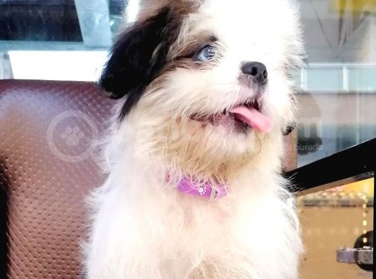 Shih Tzu Tatlimi Tatli