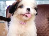 Shih Tzu Tatlimi Tatli