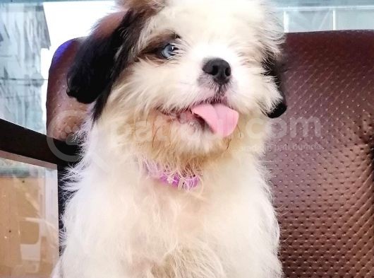 Shih Tzu Tatlimi Tatli görsel