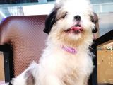Shih Tzu Tatlimi Tatli