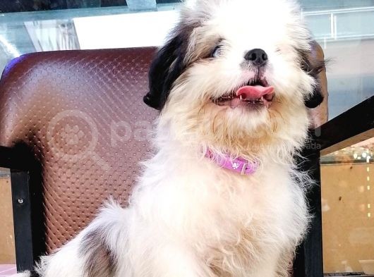 Shih Tzu Tatlimi Tatli görsel