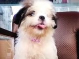 Shih Tzu Tatlimi Tatli