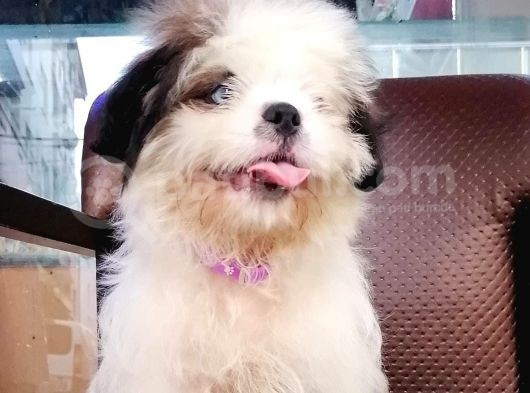 Shih Tzu Tatlimi Tatli görsel