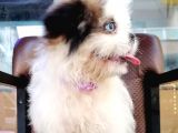 Shih Tzu Tatlimi Tatli