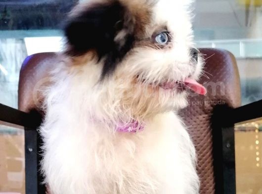 Shih Tzu Tatlimi Tatli görsel