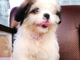 Shih Tzu Tatlimi Tatli