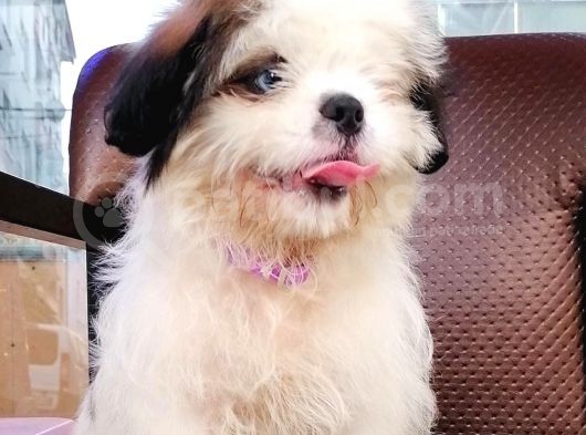 Shih Tzu Tatlimi Tatli görsel