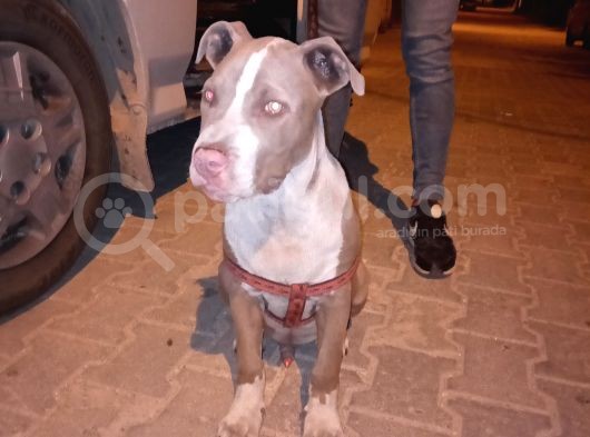 Dünyalar Tatlısı Rednose görsel