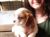 Cavalier King Charles Yavru (Bursa Köpek Okulu)