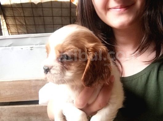 Cavalier King Charles Yavru (Bursa Köpek Okulu) görsel