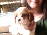 Cavalier King Charles Yavru (Bursa Köpek Okulu)