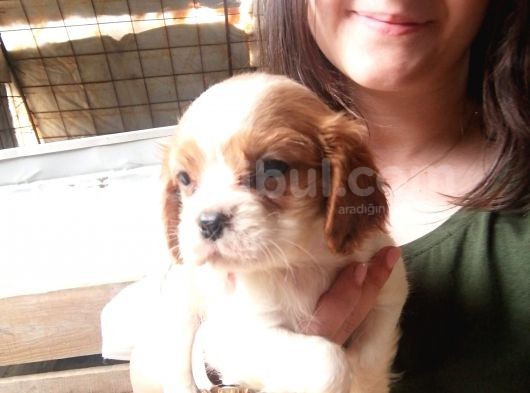 Cavalier King Charles Yavru (Bursa Köpek Okulu) görsel