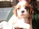Cavalier King Charles Yavru (Bursa Köpek Okulu)