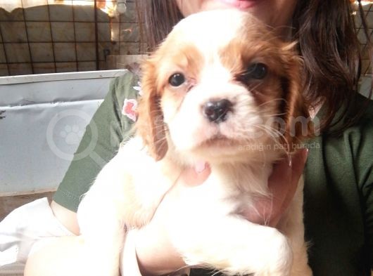 Cavalier King Charles Yavru (Bursa Köpek Okulu) görsel