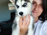 Sibirya Kurdu Yavrular (Bursa Köpek Okulu)