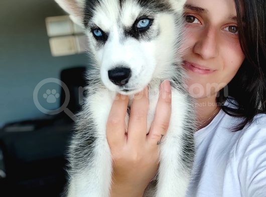Sibirya Kurdu Yavrular (Bursa Köpek Okulu) görsel