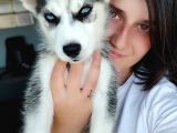 Sibirya Kurdu Yavrular (Bursa Köpek Okulu)