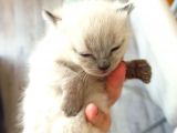 British Shorthair Kedi