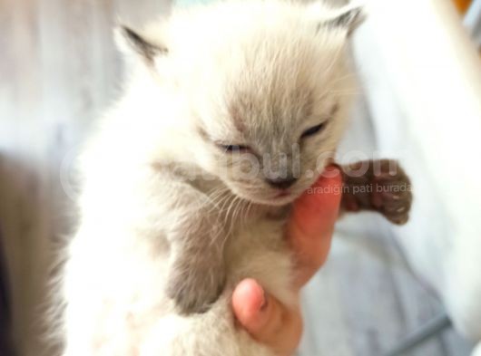 British Shorthair Kedi görsel