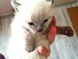 British Shorthair Kedi