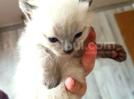 British Shorthair Kedi görsel