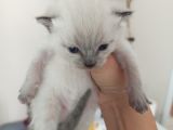 British Shorthair Kedi