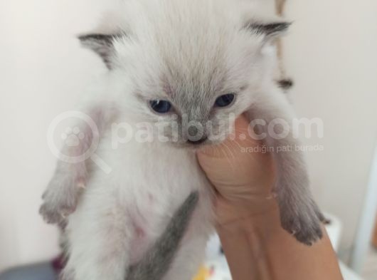 British Shorthair Kedi