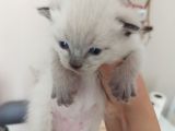 British Shorthair Kedi