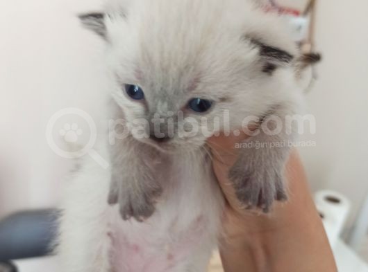 British Shorthair Kedi görsel