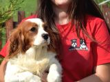 Cavalier King Charles Yavru (Bursa Köpek Okulu)