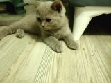 3 Aylık British Shorthair
