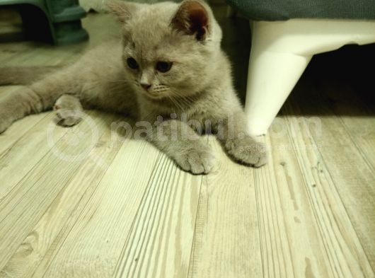 3 Aylık British Shorthair görsel