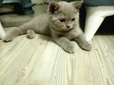 3 Aylık British Shorthair