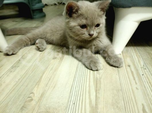 3 Aylık British Shorthair görsel