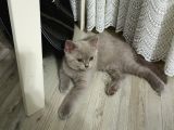 3 Aylık british shorthair