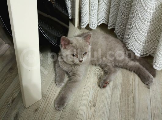 3 Aylık British Shorthair
