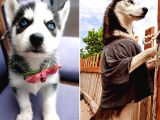 Sibirya Kurdu Yavrular (Bursa Köpek Okulu)